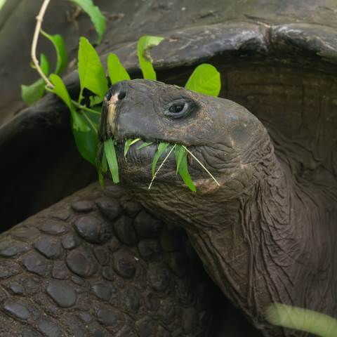 Spring Break in the Galapagos Islands